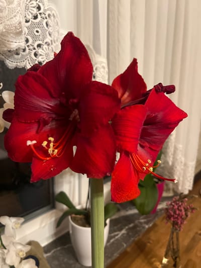 A close-up captures three vibrant, red amaryllis blooms. The two larger flowers are in full view, with prominent stamen and pistil. The third flower is partially visible behind the others. A green stem supports the blooms. The flowers sit near a window with white lace details visible. A white pot with greenery appears in the background. The background also features a dark marble surface and a bouquet of pink flowers.