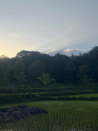A serene rice paddy landscape is depicted in Tetebatu, Indonesia, during the golden hour. The foreground is dominated by lush green rice sprouts, partially submerged in water, with a dark, composted pile of organic matter to the left. In the mid-ground, a lone figure, dressed in light-colored clothing, walks across a terraced section of the paddy. Behind them, a dense, dark green forest covers the undulating hills, with palm trees interspersed amongst the larger foliage. The sky above is a soft gradient of pale blue and white, with streaks of sunlight piercing through scattered clouds, casting rays onto the distant treeline. The overall impression is one of natural beauty and tranquility.