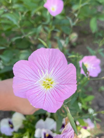 A close-up, eye-level shot captures a cluster of delicate pink flowers in a garden setting. The foreground is dominated by a large, fully bloomed pink flower with prominent darker pink veins radiating from its pale yellow center. Delicate white stamens are visible within the flower. To the left and slightly behind, another similar pink flower is in soft focus. Further back, two other flowers with purple and white petals are also out of focus, suggesting a variety of blooms in the garden. Green foliage forms the background, with some leaves appearing in sharp focus near the main flower. A small, green bud is also visible on a stem to the right of the main flower. A human hand is partially visible on the right side of the frame, gently holding or reaching towards the main flower, suggesting interaction with the plants. The lighting suggests it is daytime, with soft natural light illuminating the flowers. There is no visible text in the image. The scene appears peaceful and serene, typical of a garden in Belashtitsa, Bulgaria.
