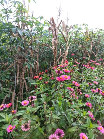 The image displays a dense garden scene. Corn stalks stand amongst lush green cassava plants, creating a mixed vegetation background. In the foreground, a vibrant patch of pink and red zinnia flowers adds a pop of color and contrasts with the green foliage. The scene is a blend of agricultural crops and decorative flowers, giving it a wild, cultivated feel.