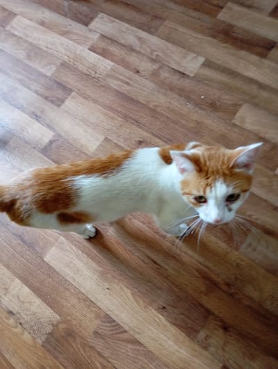 An indoor, high-angle shot shows a domestic cat with white and orange tabby markings standing on a wooden floor. The cat is facing toward the right side of the frame, with its head turned to look at the camera. Its eyes are greenish-yellow, and its whiskers are prominent. The floor is made of light brown wooden planks laid diagonally. There are no other visible objects or people in the scene. This image was taken in Vysokaya Gora, Russia.