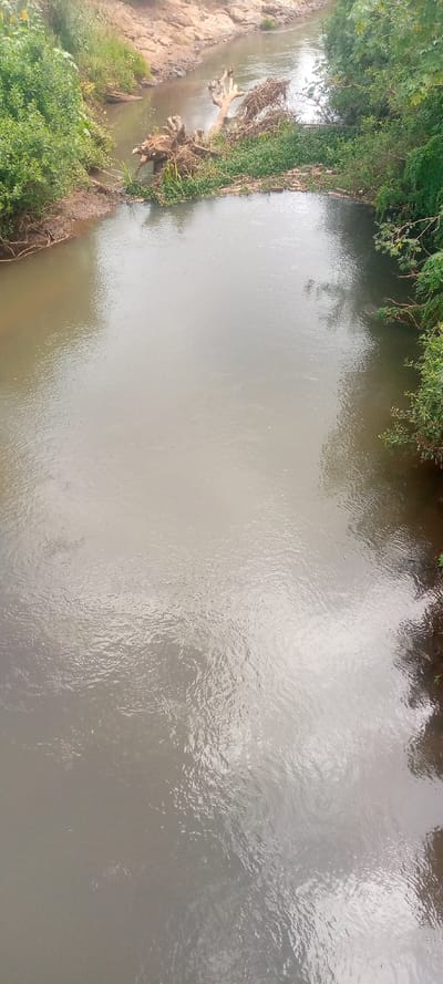 A calm river flows, its surface reflecting the sky. Lush greenery lines both banks. A large, decaying tree trunk lies mid-stream, partially submerged and surrounded by vegetation. The water's color is a muddy grey, suggesting sediment content. The overall scene evokes a sense of natural tranquility and ecological diversity.