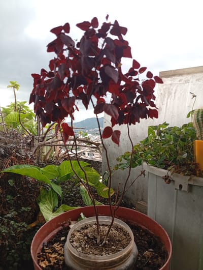 A close-up, eye-level shot captures a small potted plant with deep red leaves as the primary subject. The plant is in a reddish-brown pot with a clear plastic insert. In the background, out of focus, are other plants, a portion of a white wall, and a hazy view of mountains and buildings, suggesting an urban setting, possibly on a rooftop. The sky is overcast. The image appears to have been taken in Valencia, Venezuela.