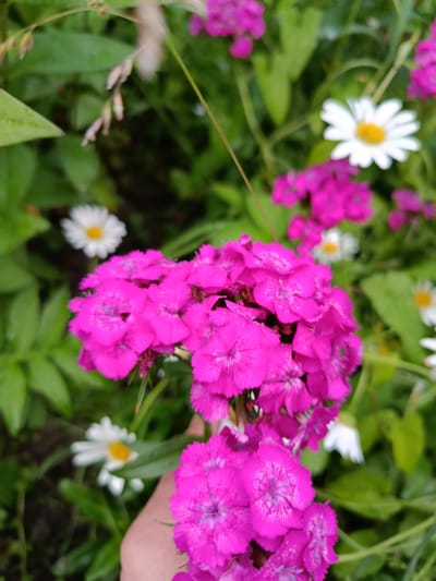 The image shows a close-up of bright pink dianthus flowers held by a person's hand. The flowers are in full bloom, with a cluster of them dominating the foreground. In the background, several white daisies with yellow centers are visible, scattered among lush green foliage. The setting appears to be a garden or a natural outdoor space, possibly in Veriya, Russia, given the location context. The lighting suggests it could be daytime, with natural light illuminating the flowers. The focus is on the vibrant colors of the flowers, highlighting their delicate petals and intricate patterns. The hand holding the flowers is partially visible, adding a human element to the scene. The overall impression is one of natural beauty and a peaceful outdoor setting.