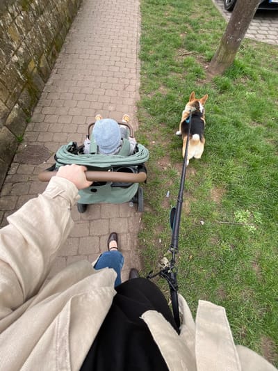 The image depicts a first-person, overhead view of an outdoor scene in Meisenheim, Germany. An individual, wearing blue jeans, dark brown Mary Jane shoes, and a light beige outer garment, pushes a green stroller with their right hand. Seated in the stroller is an infant or toddler, wearing a light blue knit beanie. To the right of the stroller, on a grassy verge, a tri-color Pembroke Welsh Corgi dog, with tan, white, and black markings, is positioned facing away from the viewer. The dog wears a harness with an attached black leash that extends towards the individual. The immediate environment includes a brick sidewalk on the left, bordered by a rough-hewn stone wall. A circular metal manhole cover is present on the sidewalk. The grassy verge also contains a tree trunk. A parked vehicle with a license plate partially visible as 'HH' is situated further to the right.