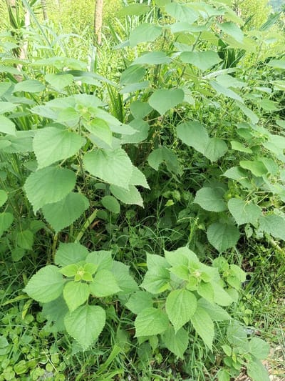 Lush green vegetation dominates the frame, featuring a thicket of plants with broad, textured leaves. The leaves exhibit a slightly serrated edge and a matte finish. A few flowering buds or seed capsules are visible among the foliage. The backdrop is a blurry mix of grass, smaller plants, and trees, suggesting a natural outdoor setting like a garden or a field.
