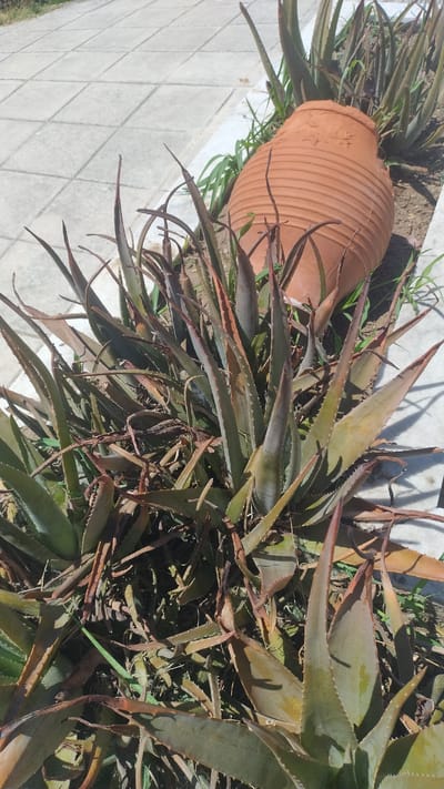 In Perea, Greece, an outdoor scene displays a cluster of aloe vera plants with thick, fleshy leaves. Some leaves are green, while others show signs of browning and drying at the tips, indicating potential stress or the natural aging process. A large, ribbed terracotta amphora, tilted on its side, is positioned behind and to the right of the aloe vera plants. The amphora appears aged and weathered. The ground consists of patches of soil and dry vegetation, interspersed with a paved walkway made of light-colored, square tiles arranged in a grid pattern. The lighting suggests it is daytime, with sunlight casting shadows. The overall impression is of a garden or outdoor space with a rustic element provided by the amphora.