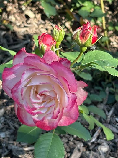 A close-up shot focuses on a blooming pink and white rose in a garden setting. The rose, positioned in the lower right quadrant of the image, showcases delicate petals with a vibrant pink edge and a creamy white center. The flower is partially open, revealing its intricate structure. To the left of the main rose, there are several rosebuds in various stages of development, their color transitioning from deep red to pink. Green leaves with serrated edges are visible throughout the frame, some catching the sunlight. The background is a blur of greenery and what appears to be mulch or soil, suggesting an outdoor environment. The lighting suggests it is daytime, possibly morning or afternoon, with sunlight illuminating the scene and casting soft shadows. There is no visible text in the image. The overall mood is serene and natural, highlighting the beauty of the blooming roses in a garden likely located in Montreal, Canada.