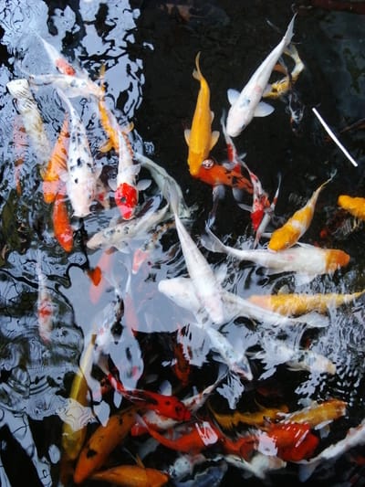 The image shows a close-up, overhead view of a group of koi fish swimming in murky water. The fish are of various colors, including white, orange, red, and black, and exhibit distinct patterns. Some fish are partially obscured by the water's surface, which reflects the surrounding environment, creating abstract patterns. The water itself appears dark and still, with ripples indicating movement. There are no people visible in the image. The scene is likely a pond or water feature.