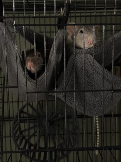 Two pet rats are visible in a wire cage, nestled in a gray fabric hammock. The rat on the left is dark brown and partially obscured by the hammock. The rat on the right is lighter gray and its face is clearly visible, with its pink nose and small black eye peering out. A black exercise wheel is visible in the background of the cage. The image appears to be taken indoors, likely in a residential setting. The city of Podstepki, Russia, is not depicted or implied in this image.