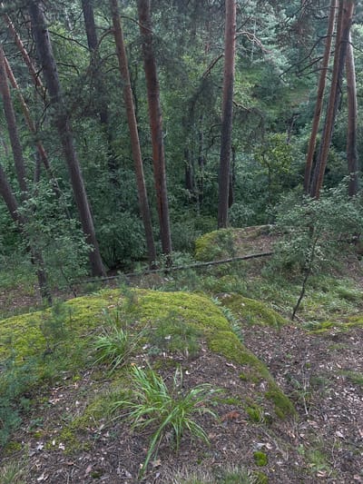 This media file depicts a serene forest scene in Karagaiskii, Russia. The primary subjects are tall, slender pine trees with textured bark, their trunks extending vertically through the frame. Interspersed among the pines are deciduous trees with lush green foliage, creating a dense canopy overhead. The ground is covered in a carpet of pine needles, fallen leaves, and patches of vibrant green moss that clings to uneven terrain and rocks. Several prominent moss-covered rocks are visible on the right side of the image, adding to the natural, untamed beauty of the setting. Some blades of grass and small green plants are scattered across the forest floor.
The scene appears to be a natural, undeveloped forest. The lighting suggests it is daytime, with dappled sunlight filtering through the trees, creating subtle shadows. The overall atmosphere is tranquil and peaceful. There are no visible people or specific objects, and no text is present in the image. The rich green hues of the foliage and moss, combined with the earthy tones of the forest floor and tree trunks, evoke a sense of the natural world.