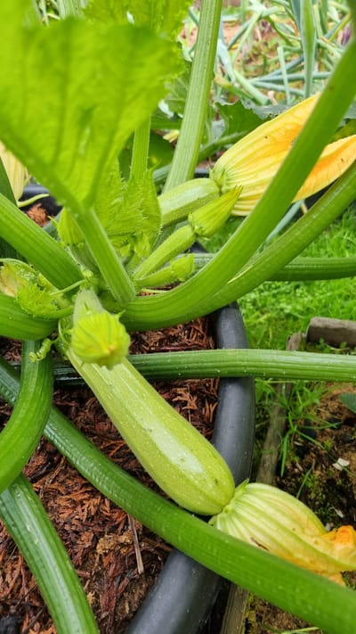 The image shows a close-up view of a growing zucchini plant in an outdoor setting, possibly a garden. The focus is on the plant's stems, leaves, developing fruits, and yellow flowers. Several thick, ribbed green stems are prominent, some arching towards the viewer. Large, textured green leaves are partially visible, obscuring some of the central parts of the plant.

A young zucchini fruit, pale green and elongated with faint ridges, is positioned horizontally across the frame. It is attached to a stem and appears to be in an early stage of development. Next to it, a closed zucchini flower bud, also green, is visible. There is also a partially opened yellow zucchini flower with delicate petals, some of which are curled and appear slightly wilted. Tiny black insects are visible on the petals of the yellow flower.

The plant is growing in what appears to be a dark pot or container, indicated by a thick black hose or pipe running horizontally through the lower part of the image, and a dark brown, mulch-like material covering the soil. In the background, out of focus, are glimpses of green grass, soil, and possibly other plants or vegetation, suggesting an agricultural or garden environment. The lighting suggests an overcast day or shaded conditions.

The image does not contain any discernible elements that would specifically place it within the city of Солнечная Поляна-3 Снт, Russia, or any other specific urban or geographical location beyond a general garden or rural context.