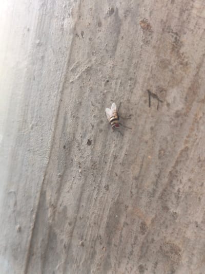 A single fly with striped black and white body and red eyes is resting on a rough, textured concrete surface. The surface appears weathered and shows signs of discoloration and minor imperfections. The lighting suggests it is daytime, with some light reflecting off the surface. No other objects or people are visible in the frame. The scene is devoid of any contextual elements that would place it specifically in Rafin Bauna, Nigeria.