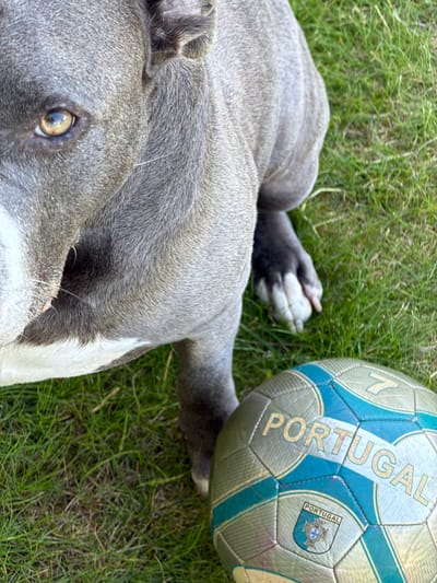 A close-up, overhead shot shows a gray-and-white pit bull dog sitting on green grass. The dog's head is partially in the frame on the left, with its left eye visible and looking towards the camera. To the right of the dog, a soccer ball with the word "PORTUGAL" printed on it in gold lettering rests on the grass. The ball is gold and teal with a crest and the word "PORTUGAL" also visible on the crest. The grass appears to be well-maintained. There is no specific indication of the city of Junglinster, Luxembourg in the image itself.