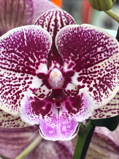A close-up shot shows a moth orchid (Phalaenopsis) flower with patterned petals. The large petals are primarily white with irregular, maroon blotches and spots. The smaller, modified petal (lip) is white, purple and maroon with ruffled edges. The central column is light purple. Other orchid flowers and buds are present in the background. The photo was taken indoors, likely in Schifflange, Luxembourg.
