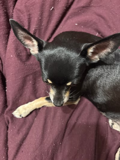 The image shows a close-up, overhead view of a small black and tan dog lying on a dark purple, textured fabric, possibly a blanket or bedding. The dog is mostly black with tan markings around its face and on its legs. Its ears are large and upright, and its eyes are partially visible. The dog appears to be resting or sleeping. The fabric is somewhat wrinkled and has small, light-colored specks scattered across its surface, which could be lint or dust. The lighting is dim, creating shadows on the dog and the fabric, suggesting an indoor setting. There is no visible text in the image. The context provided indicates the location is Pushkino, Russia, but this information cannot be inferred from the image itself.