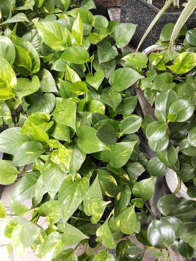 The image shows a close-up, overhead view of several potted plants with lush, green foliage. The plants are densely packed, with various shades of green leaves, some exhibiting yellow variegation. In the background, parts of dark, speckled planters and lighter-colored pots are visible. Thin, striped leaves from another plant can be seen entering the frame from the upper right. The scene appears to be outdoors, possibly in a garden center or residential area in Phan Thiết, Vietnam, given the natural lighting and the style of the plants and planters. No people or specific actions are depicted.