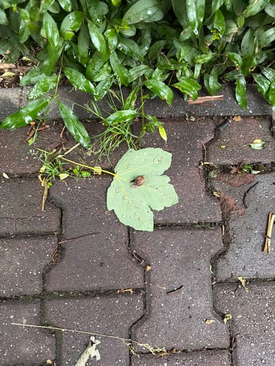 The image depicts a small land snail positioned centrally on a detached, wet green leaf, which rests on dark gray and reddish-brown interlocking pavers. The leaf is broadly ovate with shallow lobes and is covered in numerous clear water droplets of varying sizes, indicating recent precipitation. The snail, identifiable by its spiraled brown shell, is situated towards the upper portion of the leaf.
The pavers exhibit a speckled texture and are visibly damp, with residual water collected in crevices and on their surfaces. Gaps between the pavers are filled with soil, small green weeds, blades of grass, and assorted organic debris, including small twigs and dried plant fragments.
In the upper section of the frame, a dense bed of vibrant green foliage is visible, consisting of numerous narrow, elongated leaves that also bear water droplets, suggesting they are part of a bush or ground cover. The overall scene indicates an outdoor environment following recent rainfall, characterized by a mix of natural elements and man-made paving. No individuals or human-made structures beyond the paving are visible.
