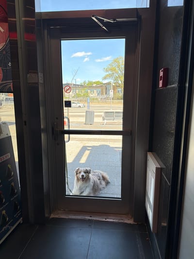 The image shows a dog looking through a glass door. The dog is medium-sized with a grey and white coat. Outside the door is a paved area, visible buildings, and a blue sky. A "no smoking" sign is visible on the door. The image is taken from inside a building. Some items with the price "$3.99" are partially visible at the bottom of the image, with "Avocat" printed in large font. In the background, another sign with the wording "300円" is visible. I am unable to verify the location in the city of Laval, Canada.