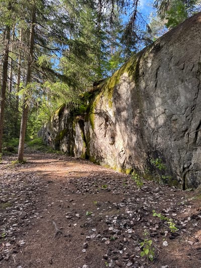 The image depicts a nature scene featuring a large, moss-covered rock face on the right, with a forest path leading into the distance on the left. Tall coniferous trees, casting dappled sunlight, dominate the background. The path is covered in fallen leaves and pinecones. The scene appears to be a natural, outdoor environment, possibly a park or forest trail. There are no people or animals visible in the image. The lighting suggests it is daytime, with sunlight filtering through the trees.