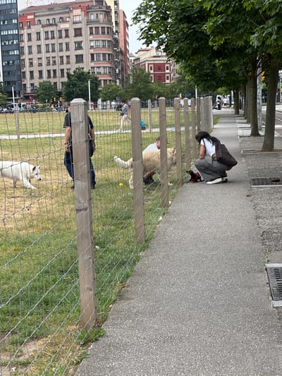 The image shows an outdoor dog park in Gijón, Spain, likely near the Campo Valdés Roman baths given the urban setting with tall buildings and trees lining a sidewalk. The foreground features a wire fence with wooden posts, separating a grassy area from a concrete walkway. Inside the fenced area, two dogs are visible: a white dog on the left and a tan dog on the right. A person in a dark t-shirt and jeans stands behind the white dog, appearing to observe.
On the walkway, a person wearing a white t-shirt and grey pants is crouched down, interacting with a small black and tan dog wearing a red harness. The person has dark hair and is carrying a dark bag over their shoulder. The background reveals multi-story buildings with architectural details, suggesting an urban environment. Trees line the walkway, and streetlights are visible further down. The ground is a mix of grass and pavement. Yellow balls are scattered in the grassy area, implying play activity.