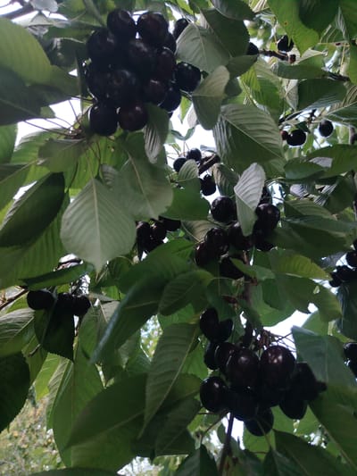 The image shows a close-up view of dark red cherries hanging from a tree. The cherries are clustered together on branches, surrounded by lush green leaves. The lighting suggests it is daytime, with the sky visible through the leaves, indicating a bright, possibly sunny day. The image appears to have been taken from below, looking up at the cherry branches. There are no people or text visible in the image. The scene is natural and depicts fruit growing on a tree. The style of the leaves and the density of the foliage might suggest a temperate climate. The location context of Cholpon-Ata, Kyrgyzstan, further supports the idea of a natural outdoor setting where cherries might be grown. The overall impression is one of abundance and natural beauty, characteristic of a fruitful harvest season.