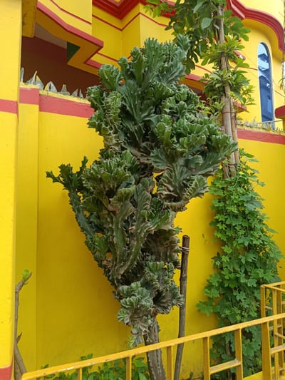 A close-up, eye-level shot captures a large, green, branching coral cactus in the foreground, positioned against a vibrant yellow wall. The cactus has a unique, sculpted appearance with many textured, folded segments and small, sharp spines. To the right of the cactus, a slender, vertical vine with small green leaves climbs upwards, partially obscuring a thin, wooden stake.

The yellow wall serves as a backdrop and features a red border near its top, which is decorated with a zigzag pattern. Above this border, the wall transitions to a darker red color, leading to a roofline. At the very top of the wall, a row of sharp, broken glass shards is visible, suggesting a security measure. To the far right of the frame, a portion of a building's arched blue window is reflected in the wall.

In the lower portion of the image, a bright yellow metal railing with a crisscross pattern runs horizontally, separating the scene from unseen elements below. The ground beneath the railing appears to be covered with sparse green vegetation. The lighting suggests it is daytime, with the sun casting a slight shadow behind the cactus. The overall impression is a vibrant, somewhat stark scene, possibly in an urban or semi-urban setting. The location is identified as Benapole, Bangladesh.