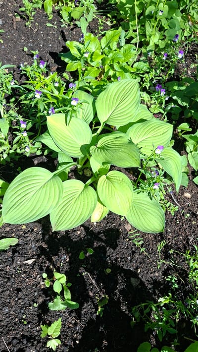 This is an outdoor, eye-level, close-up, full-shot photograph of a small cluster of hosta plants with broad, ribbed, light green leaves. The hostas are growing in dark, loose soil, which is partially covered with a light layer of small green plants and scattered purple and white violets. The scene is illuminated by direct sunlight, casting distinct shadows from the hosta leaves onto the ground. The background consists of more foliage and dark soil. The image was captured in a garden environment, likely in the city of Nytva, Russia, given the context. There are no people or animals present.