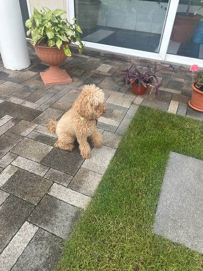 A medium shot captures a light brown poodle sitting on a paved patio, facing right. The poodle is wearing a purple collar with a small yellow tag. The patio is made of rectangular pavers of varying shades of gray and beige. To the left of the dog, a large, ornate, terra cotta planter holds a lush green plant with variegated leaves. To the right of the dog, a patch of vibrant green grass is visible, bordered by gray stone slabs. In the background, the edge of a building with large windows and a white pillar is present. A few potted plants, including one with deep purple leaves and another with a pink flower, are also visible near the building. The overall scene appears to be an outdoor patio area, possibly a backyard or garden. The location is identified as Armavir, Russia.
