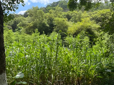 The image depicts a lush, verdant scene with tall, green grasses dominating the foreground. These grasses are dense and create a natural barrier, with some stalks reaching several feet in height. Behind the grasses, a dense forest blankets a hillside. The trees are a vibrant green, suggesting a healthy and thriving ecosystem. Some bamboo can be seen interspersed within the forest.
The sky is visible in the upper portion of the image and is a clear blue with scattered white clouds. The sunlight filtering through the leaves indicates it is daytime, likely mid-morning or afternoon, given the brightness and the way the light illuminates the foliage. The overall impression is one of natural beauty and tranquility. The setting appears to be a natural environment, possibly a rural or park area, given the wild growth. There are no people or man-made objects prominently featured in the scene, emphasizing the natural landscape. The location context of Panyu District, China, suggests a subtropical or tropical climate, which aligns with the dense, green vegetation shown. There is no visible text in the image.