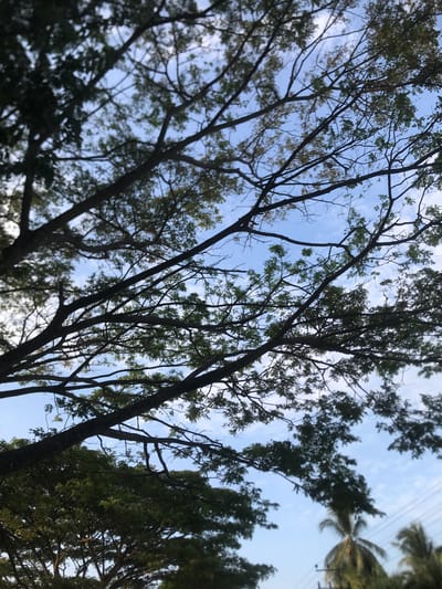 The image captures an upward perspective through the canopy of several trees against a bright, partly cloudy sky. Dominating the scene are numerous dark tree branches and trunks, some thick and heavily foliated with green leaves, while others appear more slender and bare. The branches interlace and crisscross, creating intricate patterns and silhouettes against the blue sky, which shows scattered wispy white clouds.
The lighting suggests it is daytime, likely late morning or early afternoon, with ambient light filtering through the leaves. In the upper right corner of the frame, the distinct fronds of a palm tree are visible, slightly blurred, along with faint power lines extending across the sky. The overall setting is natural and serene, focusing on the interplay of light and shadow within the tree canopy. The presence of both leafy deciduous-looking trees and a palm tree, combined with the power lines, indicates a vegetated area that might be semi-urban or rural, consistent with the specified location context of Rantopanjang, Indonesia. There are no people, specific events, or visible text in the image.