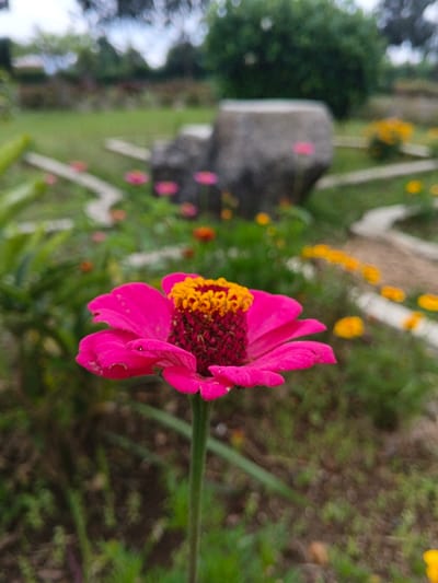 The image displays a close-up, sharply focused view of a single vibrant pink zinnia flower, positioned centrally in the foreground, within a garden environment in Pacet, Indonesia. The flower exhibits numerous pink petals surrounding a dark reddish-brown central disk, which is capped by a cluster of bright yellow stamens. Its green stem extends downwards out of the frame. The background is significantly blurred, revealing patches of green foliage, brown soil, and multiple out-of-focus flowers predominantly in yellow, orange, and pink hues. A large, irregularly shaped grey stone object is situated in the blurred mid-ground, towards the right side of the frame. Faint, light-colored pathways or borders are also visible curving through the garden beds. Further in the background, a dense green bush or tree is discernible, and the uppermost part of the image shows a blurred, light-colored sky. There are no individuals, discernible actions, or interactions present in the scene.