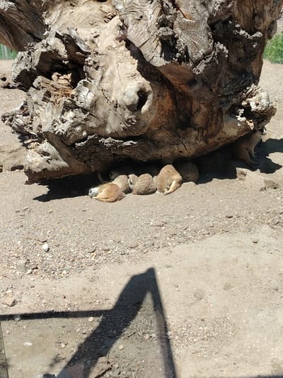 A group of light brown, furry animals, resembling meerkats or prairie dogs, are resting in the shade beneath a large, weathered tree trunk. There are at least five animals visible, huddled together on the sandy, gravelly ground. One animal in the foreground is lying on its side with its head down, appearing to be asleep or deeply relaxed. Others are nestled close to the tree trunk, seeking shelter from the direct sunlight.
The tree trunk itself is massive and gnarled, showing deep grooves and textures from age and exposure. Parts of it appear hollowed out, creating a natural alcove where the animals are gathered. The ground is dry and composed of light-colored sand mixed with small pebbles.
The lighting suggests it is daytime, with bright sunshine casting distinct, sharp shadows across the ground. These shadows indicate a clear, sunny day, likely quite warm, prompting the animals to seek relief in the shade. The setting appears to be an outdoor habitat, possibly within a zoo or wildlife park, designed to simulate an arid environment. There is no visible text in the image. The overall scene conveys a sense of calm and rest for the animals under the protective cover of the tree.