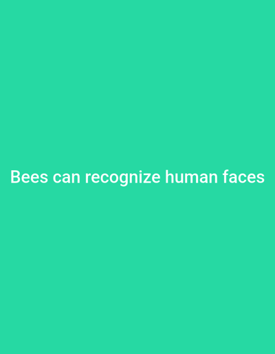 The image is a plain, vibrant teal background with white text centered in the bottom portion. The text reads: "Bees can recognize human faces". There are no people, objects, or environmental details present in the image. The location in Kakau, Nigeria is not depicted or referenced in the image.