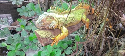 A solitary iguana rests horizontally on a piece of light brown wood in a naturalistic habitat, located in Saint-Mandé, France. The iguana exhibits a primary coloration of lime green and yellow-green, with distinct orange-red hues visible on its legs, tail, and the spiny dorsal crest extending along its back. Its eyes are closed, indicating a state of rest or sleep. The foreground and background consist of dense green foliage with rounded leaves and numerous tangled brown branches and vines. A dark, reflective surface, possibly water or the wall of an enclosure, is partially visible in the upper left background. No people or other subjects are present, and no active interactions are occurring.