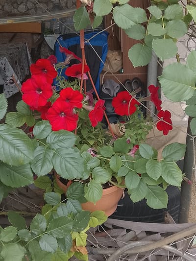 In Codru, Moldova, a potted plant with vibrant red petunias sits in an outdoor setting, possibly a courtyard or patio. The petunias, with their characteristic trumpet shape, are the focal point, their deep red petals contrasting with the lush green foliage of the plant and surrounding plants. The pot is made of terracotta and rests on what appears to be a discarded tire. In the background, there are glimpses of various items, including what looks like a blue tarp, shelving units holding shoes, and a stone wall. The overall scene suggests a somewhat cluttered but lived-in outdoor space, typical of residential areas in Codru. The lighting is natural, indicating daytime.