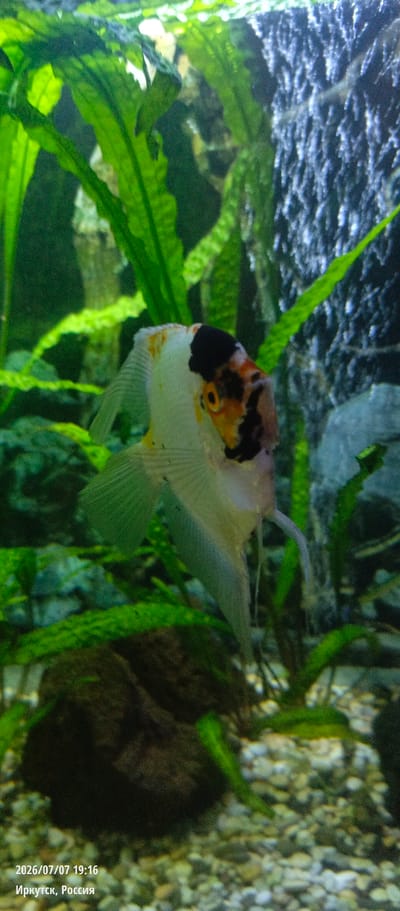 A medium shot photograph captures a single, ornamental angelfish swimming in an aquarium. The fish, predominantly white with black and orange markings on its head, has translucent fins. It is positioned centrally in the frame, facing towards the right. The aquatic environment features lush green plants in the foreground and background, and a rocky substrate at the bottom. To the right, a textured, dark background is visible, possibly a filter or decorative element. The lower left corner of the image contains text indicating the date and time as "2026/07/07 19:16" and the location as "Иркутск, Россия" (Irkutsk, Russia).