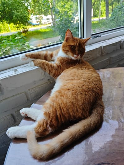 An orange and white cat is lounging on a wooden table indoors, with its front paws resting on a white brick windowsill. Outside the window, greenery and trees are visible, suggesting an outdoor environment. The cat is positioned facing towards the left of the frame, with its body elongated and relaxed. The scene appears to be in a residential setting.