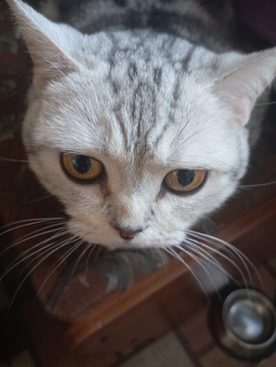 An overhead, close-up shot shows the face of a grey tabby cat. The cat's eyes are wide open and golden yellow. Its whiskers are long and white. The cat's fur is light grey with darker grey tabby markings on its forehead. In the background, a wooden table and a metal bowl are visible. The image does not contain any information about the location in the city of Sozonivka, Ukraine.