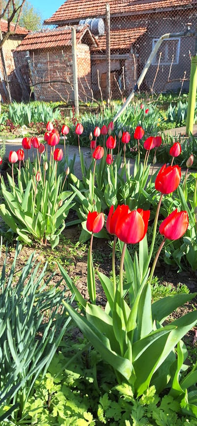A row of red tulips is planted along a fence and building in Letnitsa, Bulgaria. The tulips have bright green leaves and are interspersed with other types of green plants. The fence is made of wire mesh and the building has a tiled roof and appears to be old and somewhat dilapidated. The ground is visible between the plants and appears to be soil. The photo is taken from a low angle, and the sky is blue in the background.