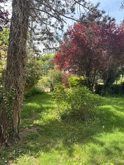 This image captures a vibrant garden scene, characterized by lush greenery and a distant building under a clear sky. In the left foreground, a large, thick tree trunk is prominent, heavily covered in gnarled, intertwining vines, possibly ivy. Its textured bark is deeply furrowed. Above and to the left of this trunk, the branches of a pine tree with distinctive long needles are visible against the sky.

To the right of the large tree, a sun-dappled lawn stretches out, featuring bright green grass interspersed with small white daisies and darker patches that suggest a worn path or shaded area leading deeper into the garden.

The midground is filled with a rich assortment of foliage. A tree with striking reddish-brown leaves (resembling a copper beech) stands out, alongside various shades of green bushes and smaller trees, creating a dense, natural barrier. Sunlight filters through the leaves, casting dappled shadows on the grass.

In the background, a light-colored, multi-story building with dark windows is visible through the tree branches, hinting at a residential or urban setting. The sky above is a pale blue with a few scattered white clouds.

The overall impression is one of a peaceful, slightly wild garden on a bright, sunny day, likely morning or afternoon given the clear light. No people or specific activities are depicted, and no text is visible. The scene is located in Les Ulis, France.