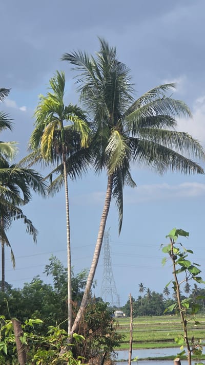The image shows a scene in Raya Sanggeu, Indonesia. Several coconut trees dominate the foreground, with their slender trunks reaching towards a bright, blue sky interspersed with a few scattered clouds. Behind the trees, a rice paddy stretches into the distance. An electrical power tower stands against the horizon. In the background, a mix of dense foliage and other trees are seen. In the lower right corner, additional green vegetation including leaves and branches frame the view. The image is taken during daylight under clear lighting conditions.