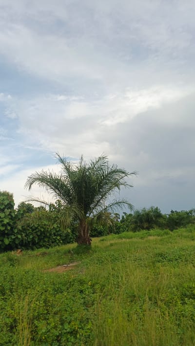 A solitary palm tree stands in a grassy field under a cloudy sky in Serti, Nigeria. The field is covered in lush green grass and low-lying vegetation. Behind the palm tree, dense foliage and other trees form a natural barrier. The sky is overcast with a mix of white and gray clouds, suggesting a possibility of rain. The image captures a serene, natural landscape.