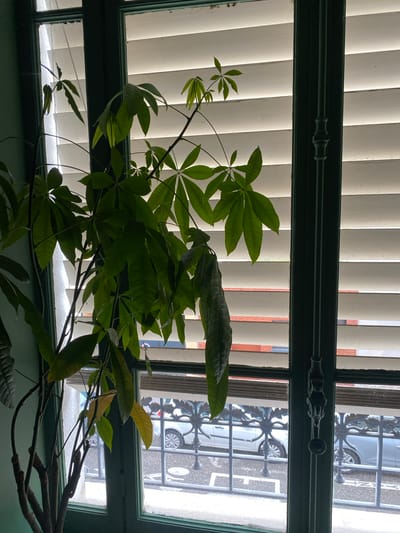 A green-framed window with closed white blinds and ornate ironwork outside is partially obscured by a money tree with bright green leaves. Through the window, a section of a white van and street signs are visible. The location is Villeurbanne, France.