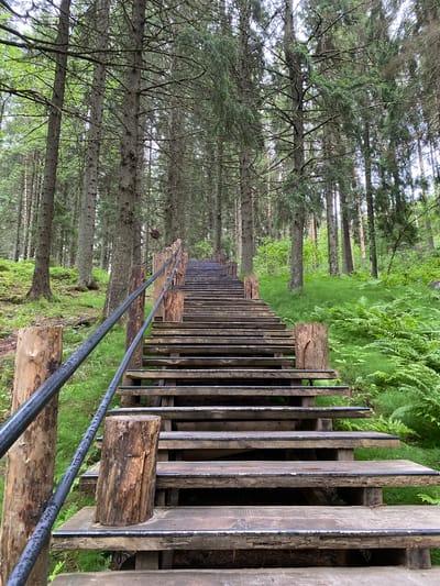 A long wooden staircase ascends a grassy incline amidst a dense forest. The stairs are constructed with horizontal wooden planks and supported by vertical wooden posts, with a metal railing running along the left side. The forest is characterized by tall, slender trees with green foliage, and the ground is covered in lush green grass and ferns. The lighting suggests an overcast or shaded day. The scene appears to be located in Lakhdenkiulya, Russia.