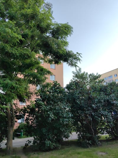 The image depicts an outdoor scene with trees and residential buildings. A large tree with green foliage is in the foreground on the left. Behind it, a light orange building with multiple windows is visible. To the right, a dense cluster of dark green trees and bushes obscures parts of another building that appears to be light yellow and has several windows. The sky is clear and light blue. The ground in the foreground is covered with green grass, and a paved path or road runs behind the bushes. The overall setting suggests an urban residential area in Fanipal, Belarus.