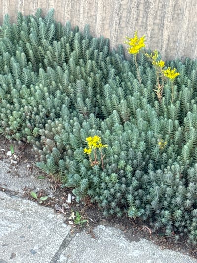 The image shows a dense ground cover of small, needle-like green succulent plants with scattered clusters of small yellow flowers. The plants are growing against a rough, textured concrete or stone wall. In the foreground, there is a paved walkway made of concrete slabs, with some debris such as dried leaves and what appears to be a cigarette butt on the ground between the plants and the walkway. The lighting suggests it is daytime. The scene is an outdoor urban environment, likely a garden bed or a planter by a wall in the city of Kostinbrod, Bulgaria. There are no people or animals visible in the image.