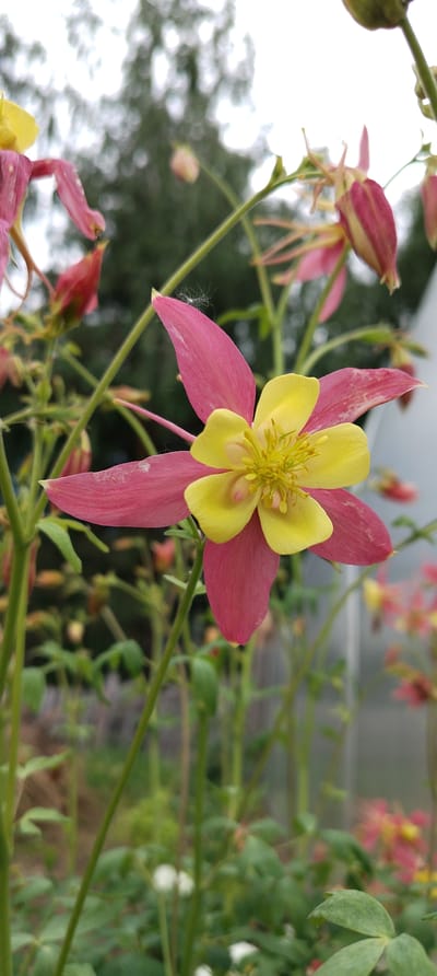 The scene depicts an outdoor garden in Зипуново, Russia, featuring a bicolored Columbine flower (Aquilegia) in sharp focus, positioned slightly right of center. The flower displays prominent deep pink outer sepals and bright yellow inner petals, which form a cup-like structure surrounding a central cluster of yellow stamens. Subtle lighter flecks are visible on the pink sepals, and a small, white, feathery seed is perched on the tip of the upper-right pink sepal.
The foreground and midground are filled with blurred green stems and leaves, along with several other Columbine flowers and buds in various stages of bloom, exhibiting similar pink and yellow coloration. The background is largely out of focus, showing indistinct green foliage, likely trees, against a bright, diffused sky, suggestive of an overcast day. A vertical, light-colored structure, possibly a greenhouse wall, is partially visible on the far right side of the image. The overall environment suggests a cultivated garden setting with natural, soft lighting.
