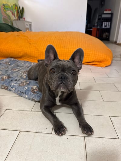 A dark gray French bulldog with large ears and brown eyes lies on a blue dog bed with a pattern of various dog breeds printed on it. The dog is positioned on a light-colored tiled floor. Behind the dog and the bed is a large, wrinkled, bright orange cushion. In the background, a white wall is visible, with a painting of green and pink plants on the left side and a white cabinet. Further to the right, a black shelving unit with various items is present. The scene is indoors and appears to be in a residential setting. The image does not provide any information to indicate the location is San Benedetto del Tronto, Italy.