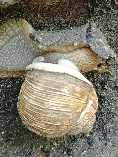 The image shows a close-up view of a snail shell, primarily in shades of brown and white, resting on a dark, granular surface that appears to be soil or sand. The texture of the soil is rough and uneven, with small pebbles and dirt particles visible. The snail's body is partially visible, with a greyish, textured skin. The shell has a spiral pattern with distinct ridges. The lighting suggests it's daytime, with some shadows indicating the direction of the light source. The image is taken from a top-down perspective, focusing on the snail and its immediate surroundings. No specific landmarks or elements that would indicate a location in Biliaivka, Ukraine, are visible in this close-up shot.